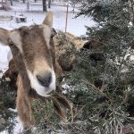 GREETINGS from a goat at Badlands Heritage Guest Ranch