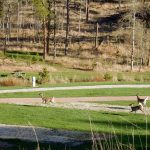 Custer's Gulch RV Park and Campground in Custer South Dakota offers tent camping, RV sites and rental cabins