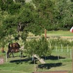 Horse at Hart Ranch Camping Resort Club in Rapid City SD